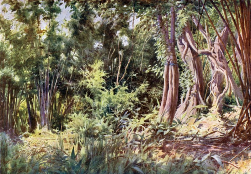 Giungla a Delanchoon da Robert George Talbot Kelly