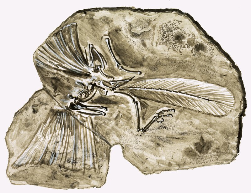 Ai tempi dei dinosauri: Il segreto nella pietra da Roger Payne