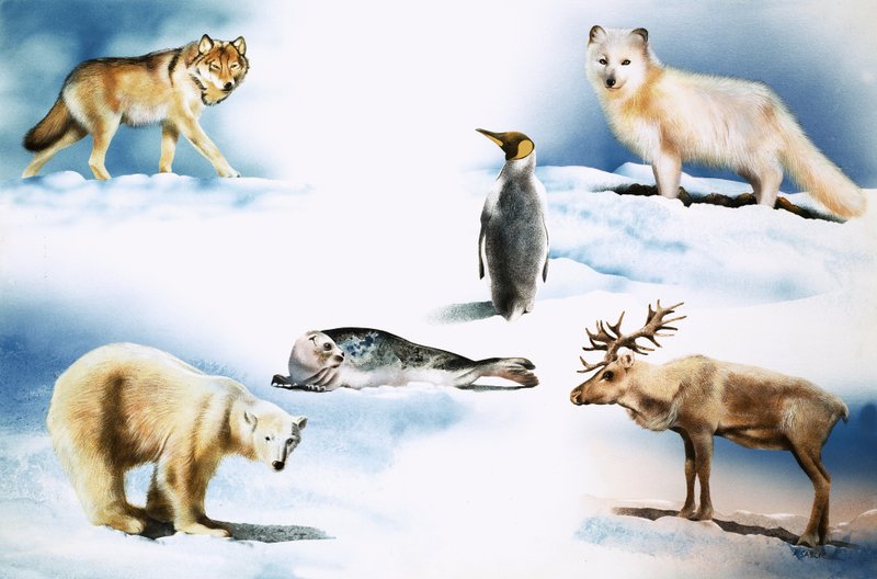 Animali dell