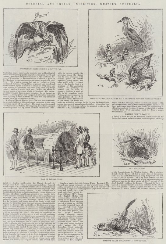 Esposizione Coloniale e Indiana, Australia Occidentale da S.T. Dadd