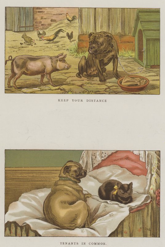 Cani umoristici da S.T. Dadd