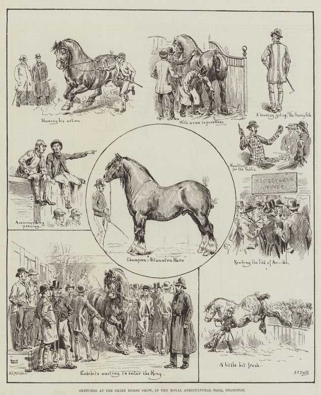 Schizzi alla mostra dei cavalli Shire, nella Royal Agricultural Hall, Islington da S.T. Dadd