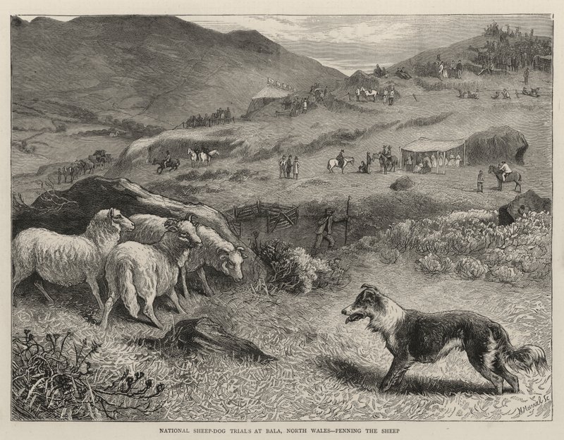 Prove nazionali di cani da pastore a Bala, Galles del Nord, recinzione delle pecore da Samuel Edmund Waller