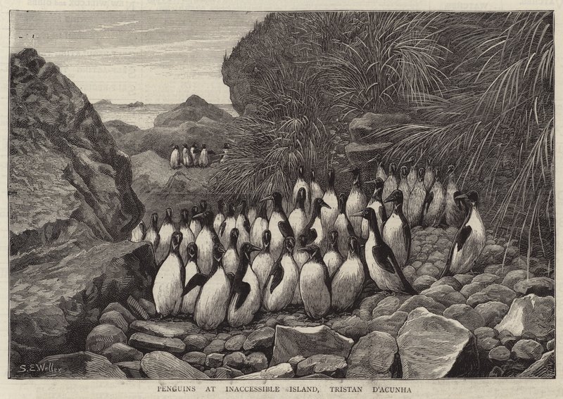 Pinguini all