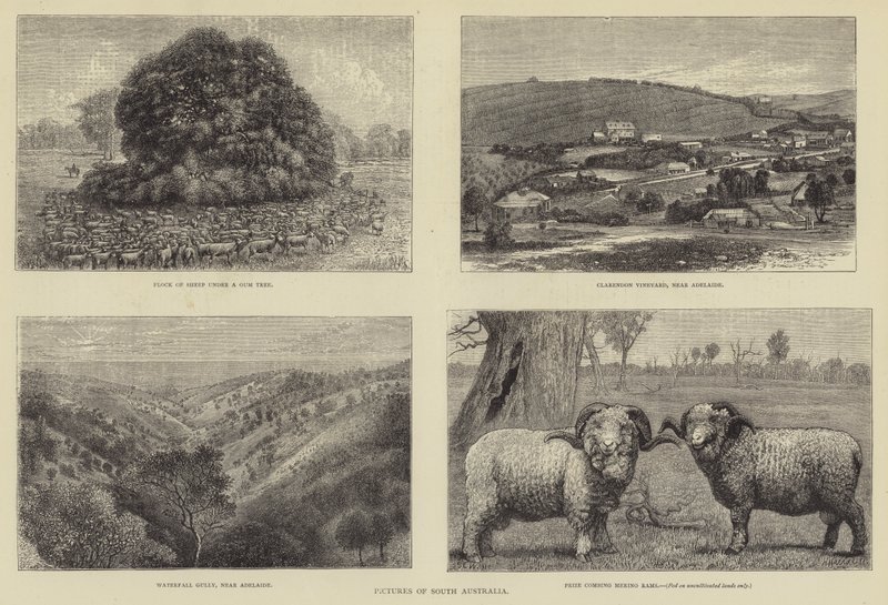 Immagini del Sud Australia da Samuel Edmund Waller