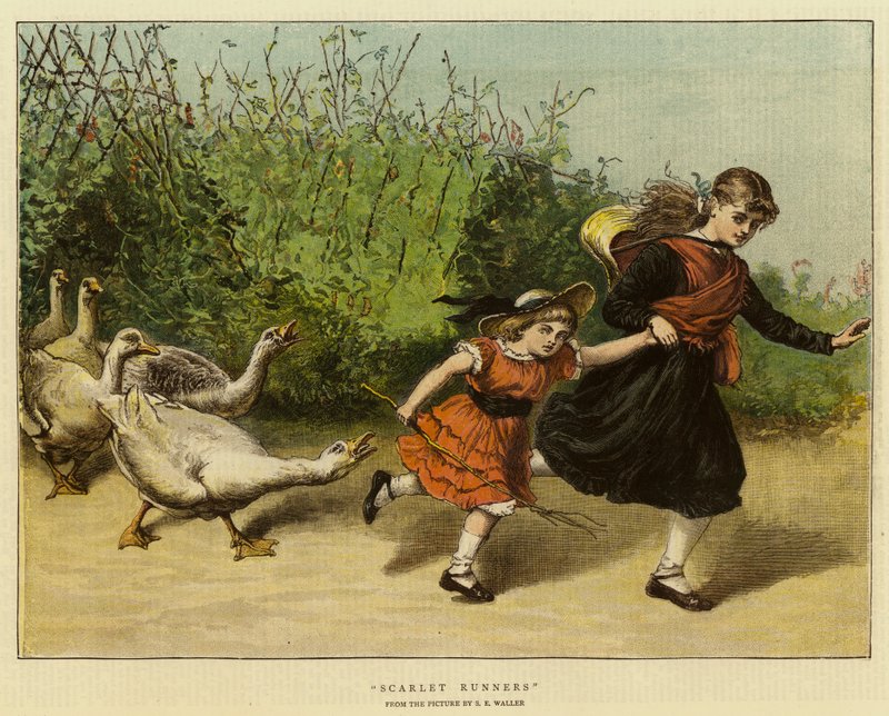 Fagioli rossi da Samuel Edmund Waller