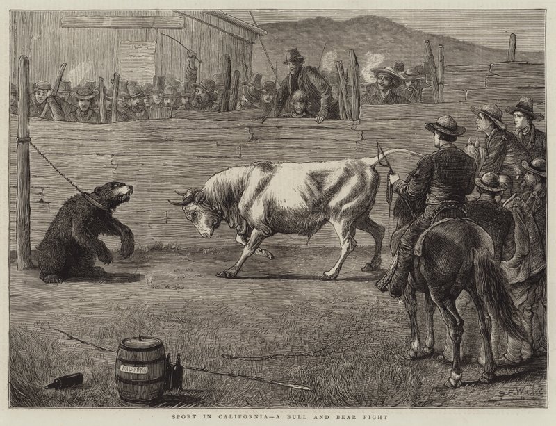 Sport in California, una Lotta tra Toro e Orso da Samuel Edmund Waller