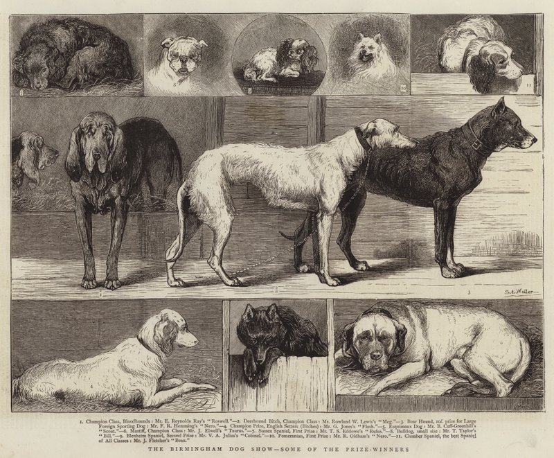 Mostra canina di Birmingham, alcuni dei vincitori da Samuel Edmund Waller