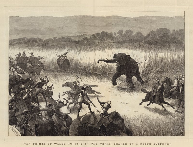 Il Principe di Galles a caccia nel Terai, carica di un elefante ribelle da Samuel Edmund Waller
