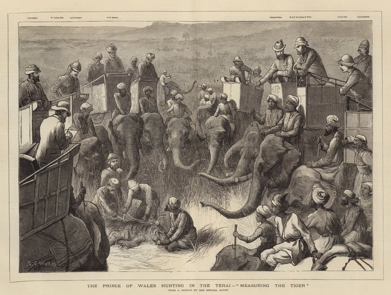 Il Principe di Galles a caccia nel Terai, misurazione della tigre da Samuel Edmund Waller