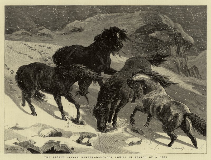 Il recente inverno rigido, pony di Dartmoor in cerca di cibo da Samuel Edmund Waller