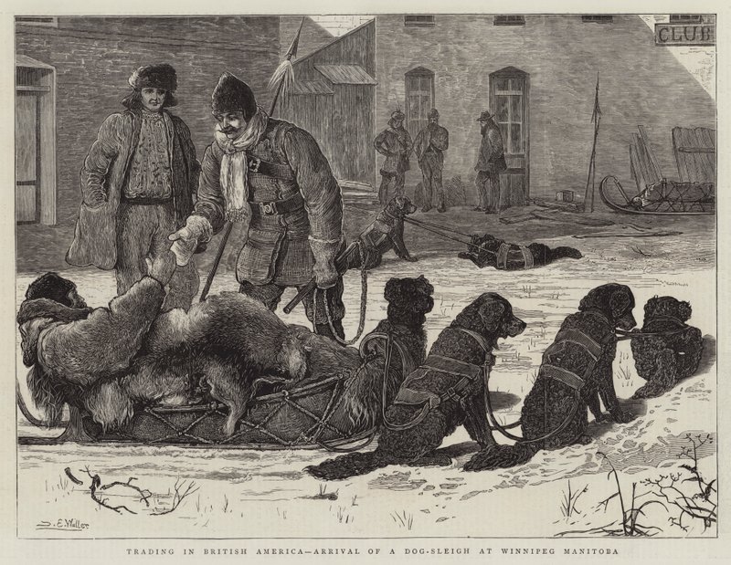 Commercio in America britannica, arrivo di una slitta trainata da cani a Winnipeg Manitoba da Samuel Edmund Waller