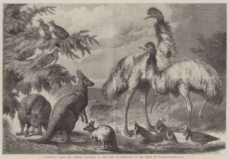 Uccelli e Animali Australiani presentati dal Duca di Edimburgo al Principe di Galles da Samuel John Carter