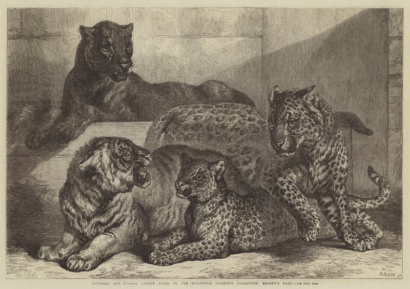 Leopardi e tigre recentemente aggiunti alla collezione della Zoological Society, Regent