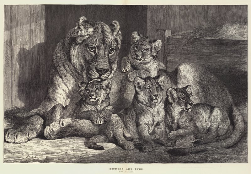 Leonessa e Cuccioli da Samuel John Carter