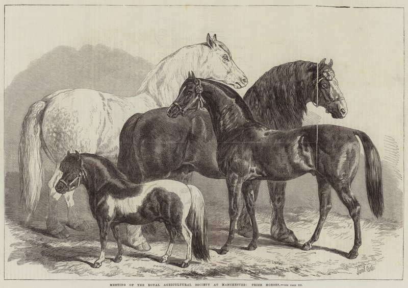 Incontro della Royal Agricultural Society a Manchester, cavalli premiati da Samuel John Carter