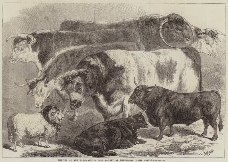 Incontro della Royal Agricultural Society a Manchester, Bestiame Premiato da Samuel John Carter