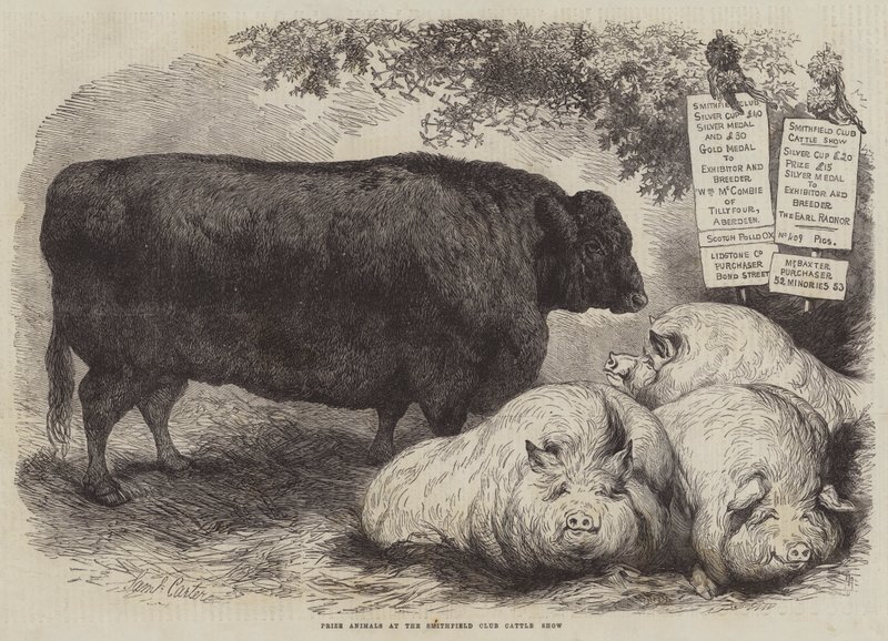 Animali premiati alla mostra del bestiame del Smithfield Club da Samuel John Carter