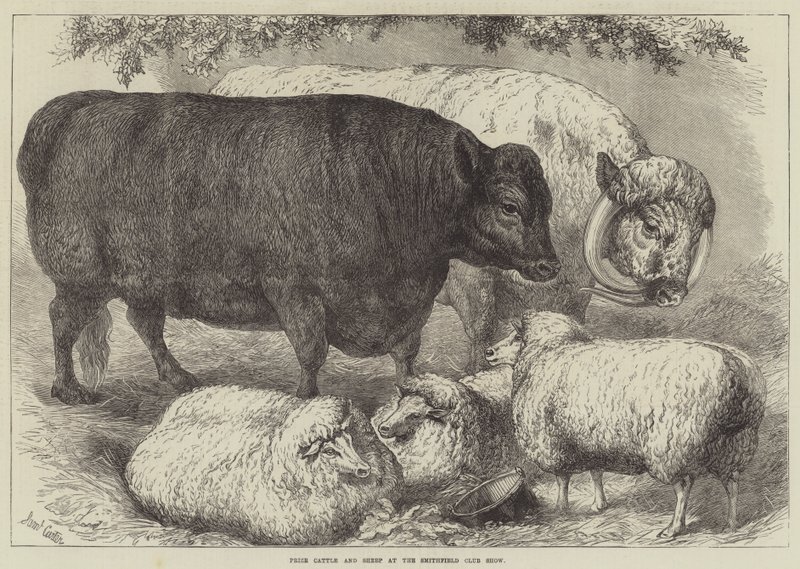 Bovini e Pecore Premiati alla Mostra del Smithfield Club da Samuel John Carter