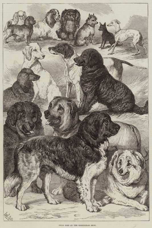 Cani premiati alla Mostra di Birmingham da Samuel John Carter