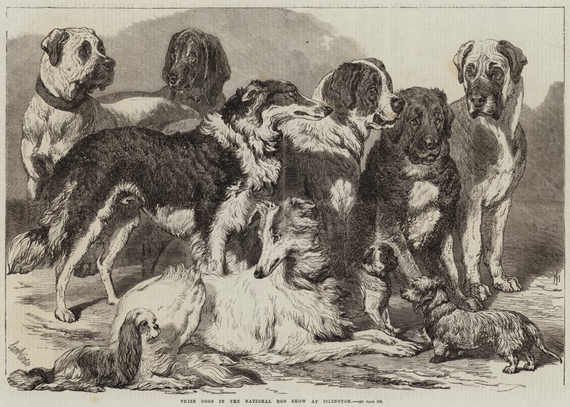 Cani Premiati alla Mostra Nazionale Canina a Islington da Samuel John Carter