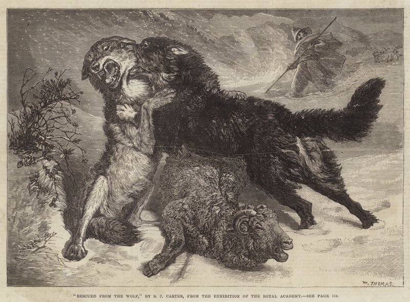 Salvato dal lupo da Samuel John Carter