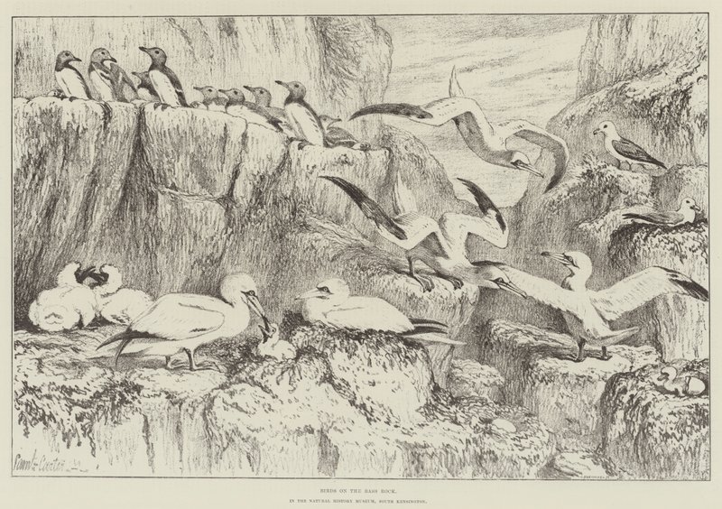 Uccelli sulla Bass Rock, nel Museo di Storia Naturale, South Kensington da Samuel John Carter