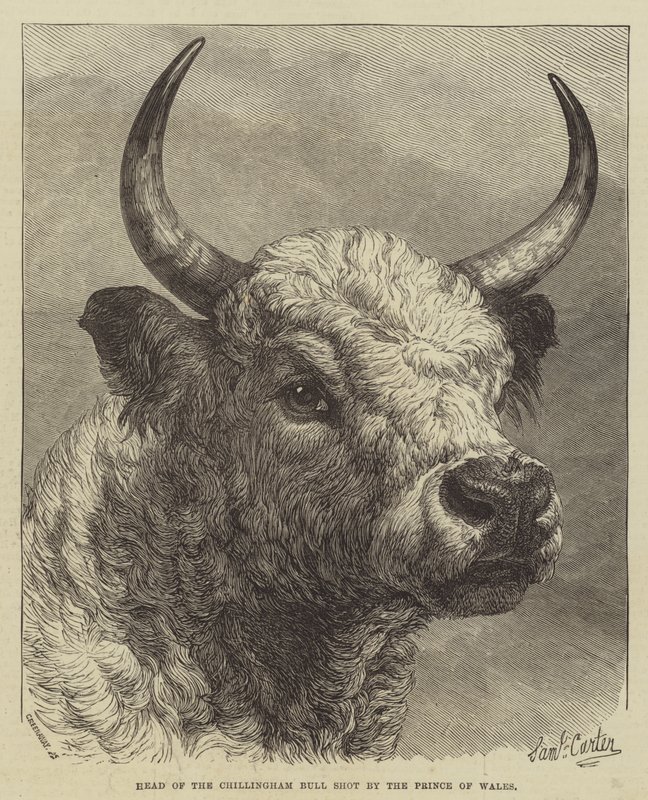 Testa del toro di Chillingham abbattuto dal Principe di Galles da Samuel John Carter