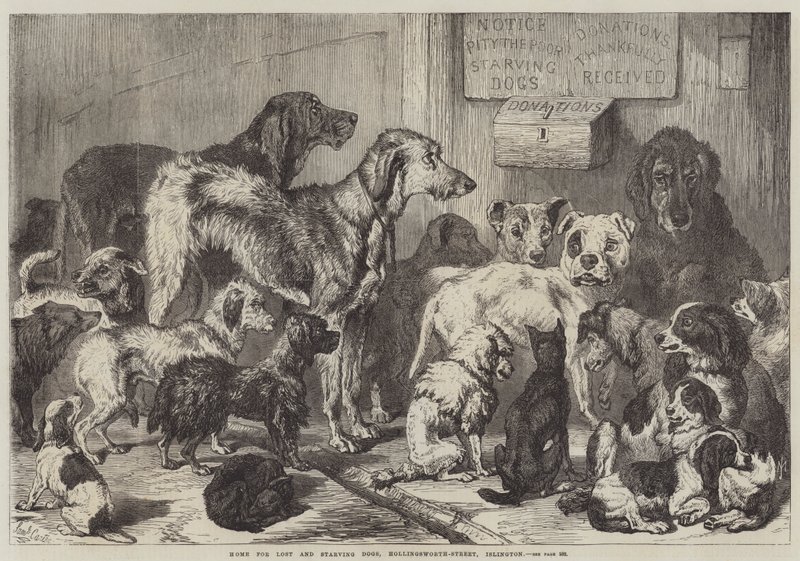 Casa per cani persi e affamati, Hollingsworth-Street, Islington da Samuel John Carter