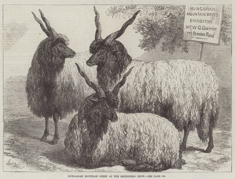 Pecore di montagna ungheresi alla mostra di Smithfield da Samuel John Carter