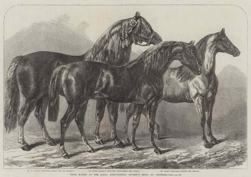 Cavalli premiati alla mostra della Royal Agricultural Society, a Leicester da Samuel John Carter