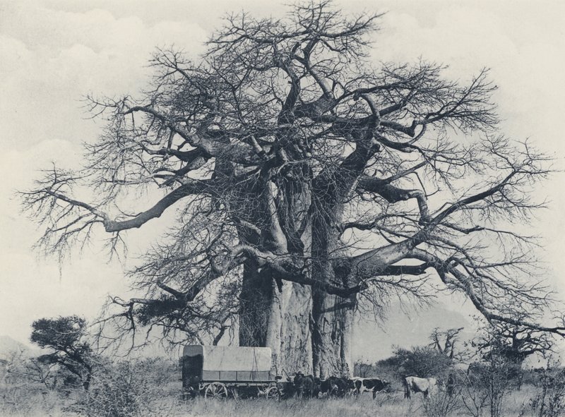 Un albero di baobab da South African Photographer