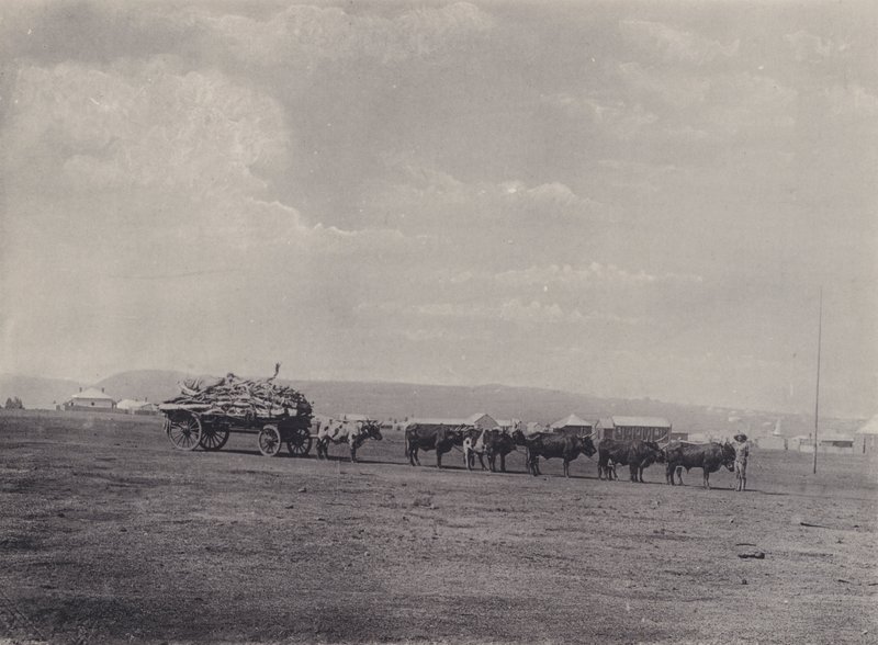 Un carro di buoi (foto in bianco e nero) da South African Photographer