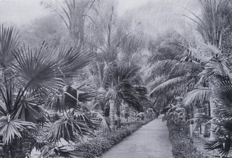 Viale delle Palme, Giardini Botanici, Durban da South African Photographer