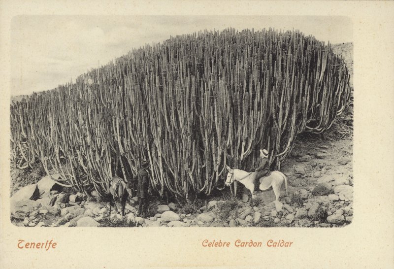 Uomini che osservano il famoso cactus di Cardon a Tenerife (foto b/n) da Spanish Photographer