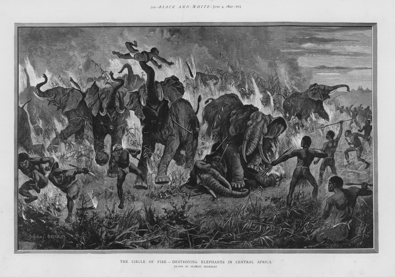 Il cerchio di fuoco - distruzione degli elefanti in Africa Centrale da Stanley (after) Berkeley