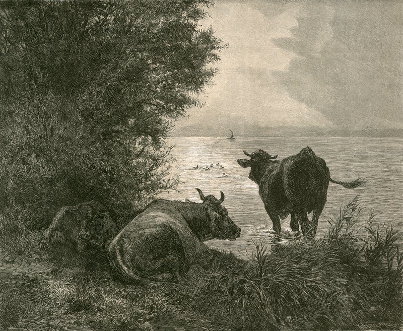 Mattina presto sul Lago di Zurigo da Swiss School