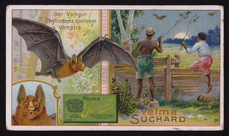 Pipistrello vampiro (cromolitografia) da Swiss School