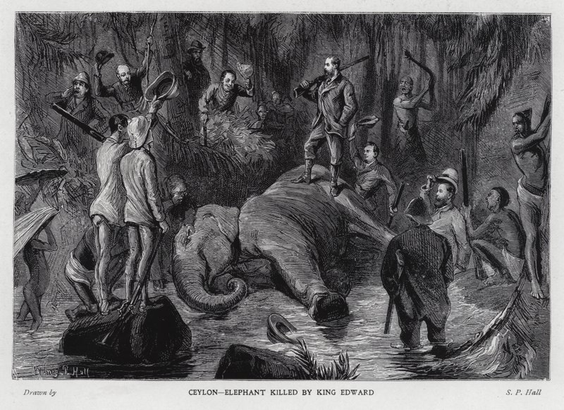 Elefante ucciso dal Re Edoardo VII da Sydney Prior (after) Hall