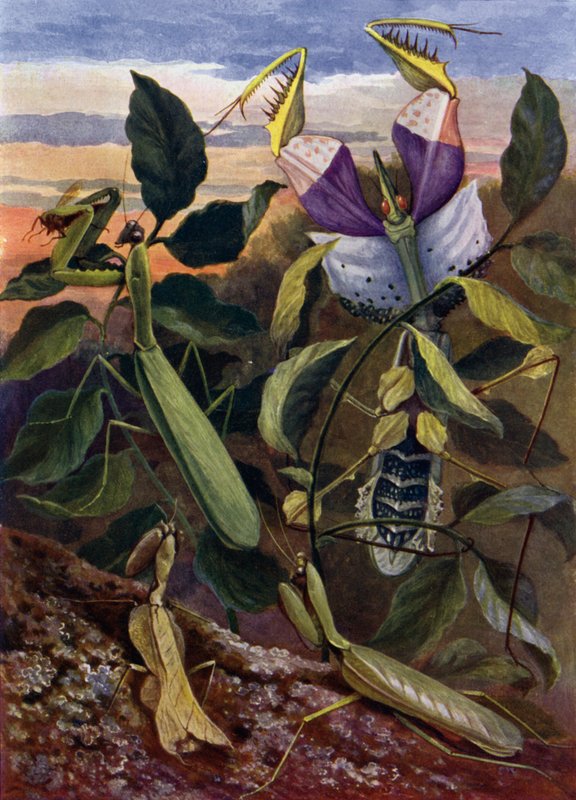 Insetti oranti da Theobald Carreras