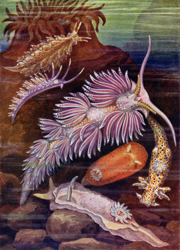 Lumache di mare da Theobald Carreras