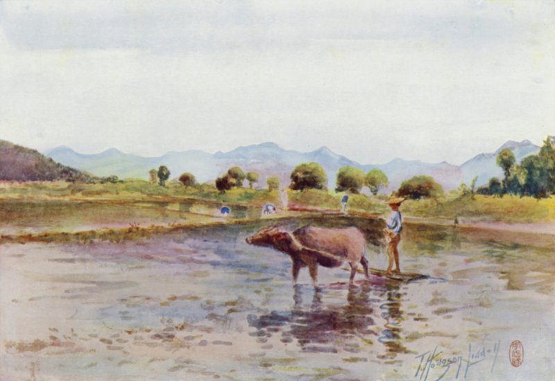 Bufali d