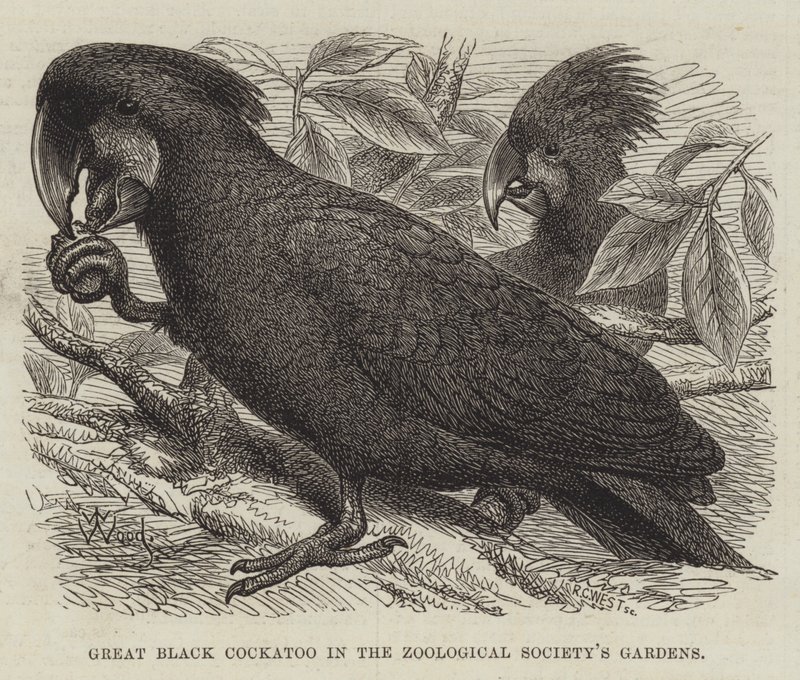 Grande Cacatua Nero nei Giardini della Società Zoologica da Thomas W. Wood