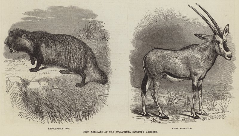 Nuovi Arrivi ai Giardini della Società Zoologica da Thomas W. Wood
