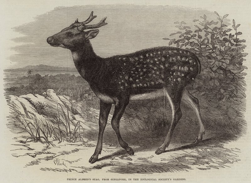 Il cervo del principe Alfredo, da Singapore, nei giardini della Società Zoologica da Thomas W. Wood