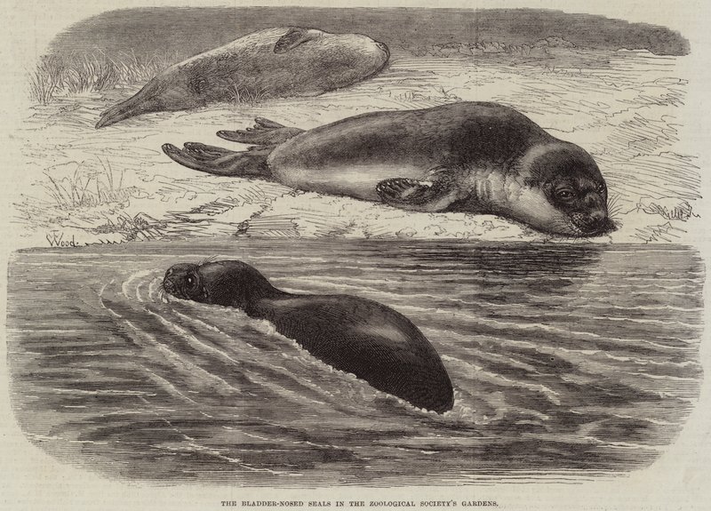 Le Foche dal Naso a Vescica nei Giardini della Società Zoologica da Thomas W. Wood