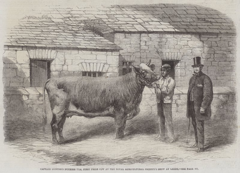 La duchessa di Captain Gunter 77th, prima mucca premiata alla mostra della Royal Agricultural Society a Leeds da Thomas Harrington Wilson