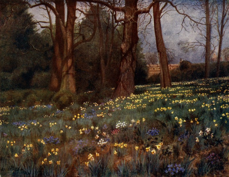 Kew Gardens: Il giardino selvatico in primavera da Thomas Mower Martin
