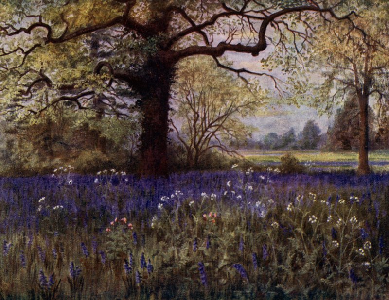 Giardini di Kew: Giacinti selvatici da Thomas Mower Martin