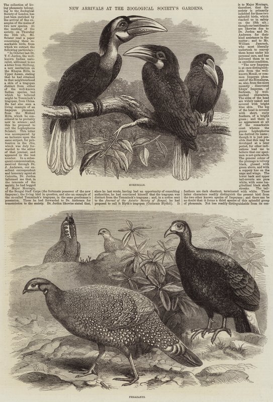Nuovi arrivi ai Giardini della Società Zoologica da Thomas W. Wood